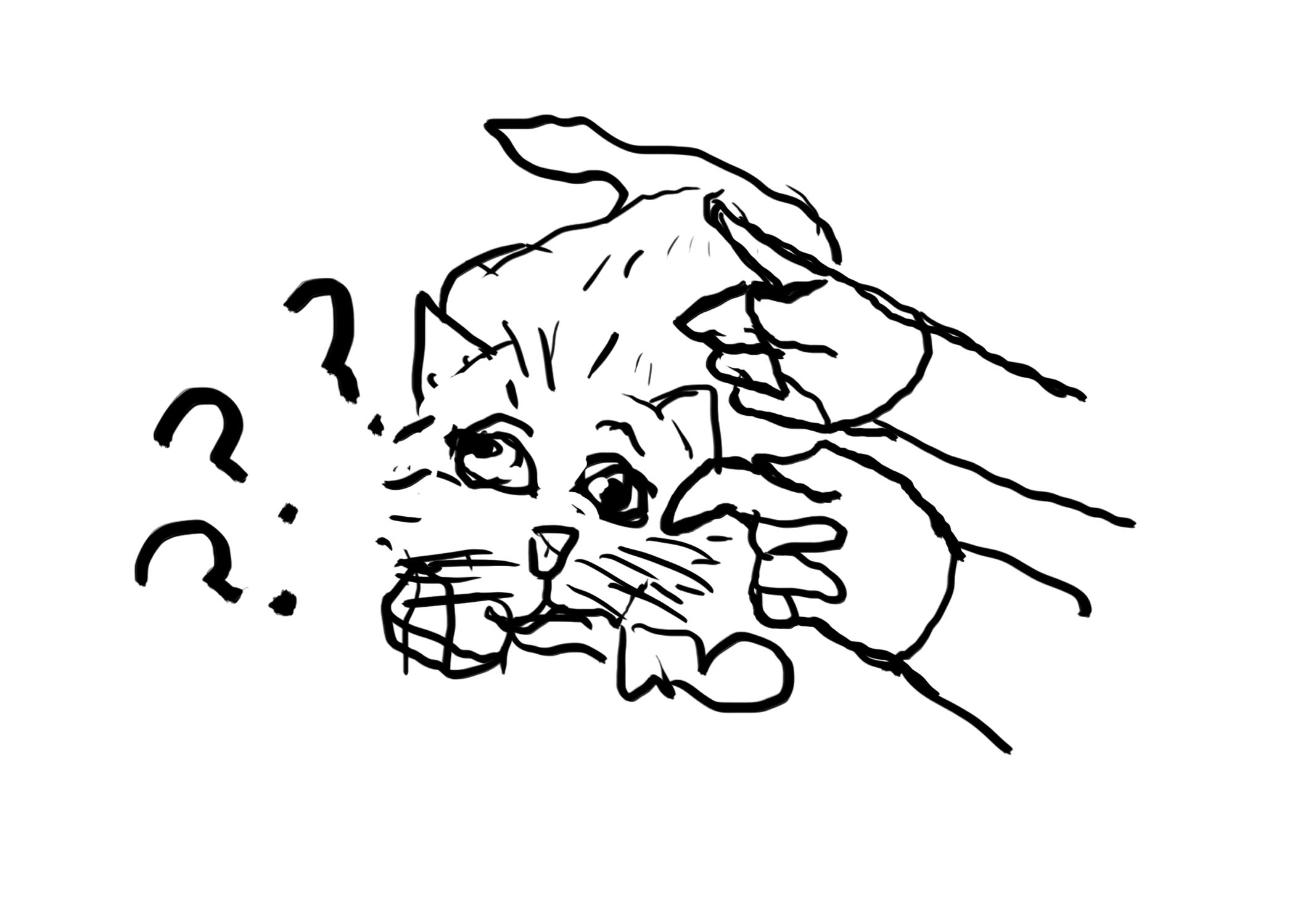cat